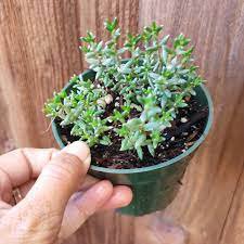 3pcs Crassula pruinosa Succulent Plant Live Plant KD004