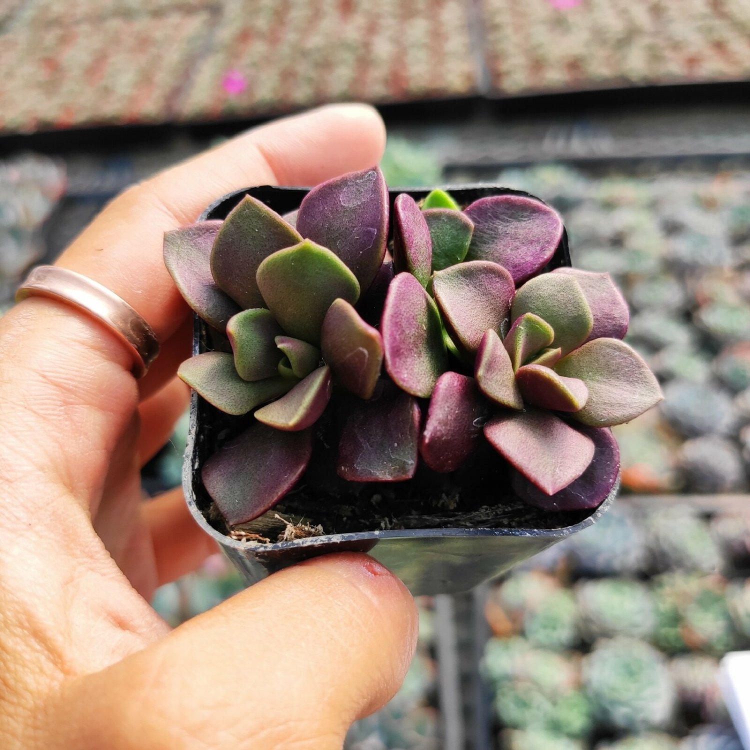 1pcs Anacampseros telephiastrum Burgundy Succulent Plant Live Plant KD004