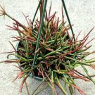 1pcs Rhipsalis Quellebambensis Succulent Plant Live Plant KD004