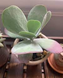 1pcs Cotyledon orbiculata Succulent Plant Live Plant KD004