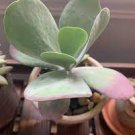 3pcs Cotyledon orbiculata Succulent Plant Live Plant KD004