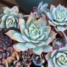 1pcs Echeveria 'Blue Mist' Succulent Plant Live Plant KD004