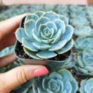 Echeveria imbricata 'Blue Rose' Succulent 2pcs Plant Live Plant KD004