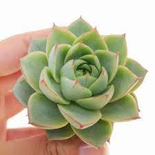 4 pcs Plant Live Echeveria 'Fabiola' Succulent Plant KD004