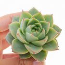 1pcs Plant Live Echeveria 'Fabiola' Succulent Plant KD004
