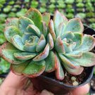 1pcs Plant Live Echeveria Caribbean Succulent Plant KD004