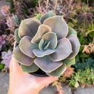 Echeveria 'Lolita' Plant Live Plant Succulent Plant 3pcs KD004