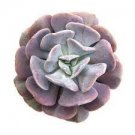2`pcs Echeveria 'Cubic Frost' Succulent Live Plant KD004