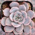 2`pcs Live Plant Echeveria Orion Succulent Plant KD004