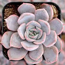 2`pcs Live Plant Echeveria Orion Succulent Plant KD004
