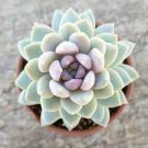 1`pcs Echeveria Lilac Mist Succulent Live Plant KD004