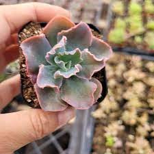 Echeveria 'Blue Curls' Succulent Plant 1`pcs Live Plant KD004