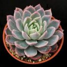 Echeveria 'Violet Queen' Succulent Plant 3pcs Live Plant KD004