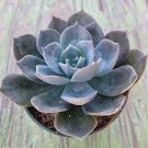 2pcs Live Plant Echeveria 'Blue Prince' Succulent Plant KD004