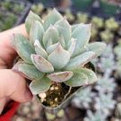 Echeveria Sp Grey Succulent Plant 1pcs Live Plant Echeveria KD004