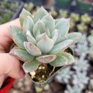 2pcs Live Plant Echeveria Sp Grey Succulent Plant KD004