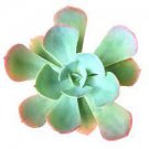 1pcs Live Plant Echeveria ‘Blue Sky’ Succulent Plant KD004