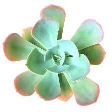 1pcs Live Plant Echeveria &acirc;��Blue Sky&acirc;�� Succulent Plant KD004