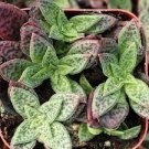 1 Live Plant Crassula exilis ssp. cooperi 'Tiger Jade' Succulent Plant KD004
