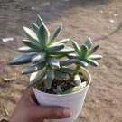 2pcs Live Plant Graptosedum 'Francesco Baldi' Succulent Plant KD004