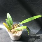 1pcs BULBOPHYLLUM MEDUSAE ORCHID RARE SPECIES BLOOMING SIZE PLANT