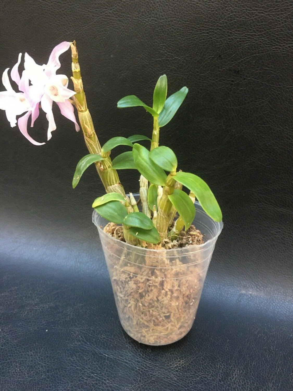 1PCS DENDROBIUM MONILIFORME ORCHID FRAGRANT SPECIES BLOOMING SIZE PLANT