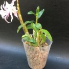 1PCS DENDROBIUM MONILIFORME ORCHID FRAGRANT SPECIES BLOOMING SIZE PLANT