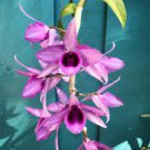 ORCHID SPECIES PLANT 1PCS DENDROBIUM ANOSMUM BLOOMING