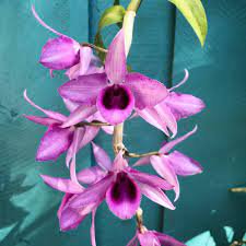 ORCHID SPECIES PLANT 1PCS DENDROBIUM ANOSMUM BLOOMING