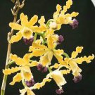 Free Shipping SCHOMBURGKIA SPECIES FRAGRANT BLOOMING 1PCS PLANT THOMSONIANA ORCHID