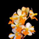 Free Shipping 1PCS PLANT VANDAENOPSIS PULCHERRIMIN SPECIES ORCHID BLOOMING