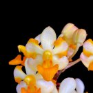 1PCS PLANT VANDAENOPSIS PULCHERRIMIN SPECIES ORCHID BLOOMING PLANT