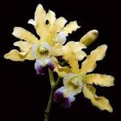 1PCS PLANT ORCHID SPECIES FRAGRANT BLOOMING SCHOMBURGKIA THOMSONIANA free shipping