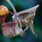 1PCS PLANT CORYANTHES MACRANTHA SPECIES FRAGRANT ORCHID BLOOMING PLANT DIVISION free shipping