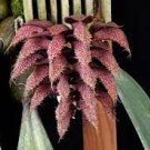 1PCS PLANT SEEDLING ORCHID RARE SPECIES PLANT BULBOPHYLLUM PHALAENOPSIS free shipping