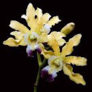 1PCS PLANT THOMSONIANA ORCHID SPECIES SCHOMBURGKIA FRAGRANT BLOOMING SIZE PLANT free shipping
