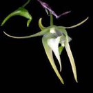 1PCS PLANT FRAGRANT BLOOMING SIZE PLANT AERANTHES GRANDIFLORA ORCHID SPECIES free shipping