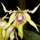 1PCS PLANT ORCHID FRAGRANT SPECIES BLOOMING DENDROBIUM HODGKINSONII PLANT free shipping