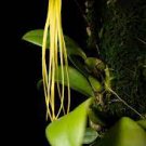 1PCS PLANT ORCHID SPECIES FLOWERING MINIATURE BULBOPHYLLUM THIURUM RARE PLANT free shipping