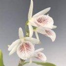 1PCS PLANT DENDROBIUM CRETACEUM SPECIES ORCHID BLOOMING MOUNTED PLANT free shipping