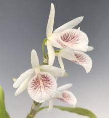 1PCS PLANT DENDROBIUM CRETACEUM SPECIES ORCHID BLOOMING MOUNTED PLANT free shipping