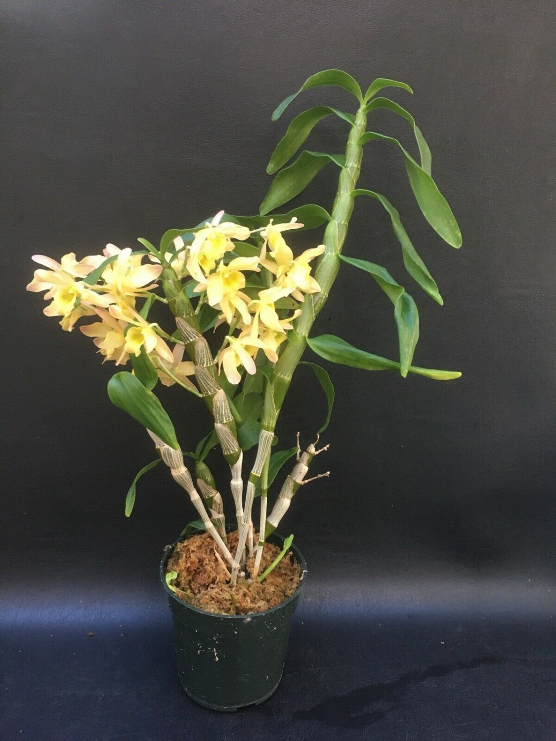 1PCS PLANT ORCHID BLOOMING SPRING BIRD KURASHIKI SPECIES FRAGRANT LIVE PLANT free shipping