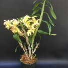 1PCS PLANT ORCHID BLOOMING SPRING BIRD KURASHIKI SPECIES FRAGRANT LIVE PLANT free shipping