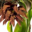 1PCS PLANT ORCHID VERY RARE SPECIES BULBOPHYLLUM PHALAENOPSIS LIVE PLANT free shipping