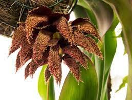 1PCS PLANT ORCHID VERY RARE SPECIES BULBOPHYLLUM PHALAENOPSIS LIVE PLANT free shipping