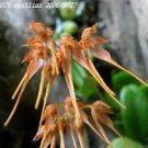 1PCS PLANT RARE ORCHID SPECIES FLOWERING BULBOPHYLLUM TAIWANENSE LIVE PLANT free shipping