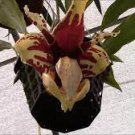 1PCS PLANT FRAGRANT SPECIES STANHOPEA AM/AOS RARE ORCHID LIVE PLANT free shipping