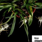 1PCS PLANT AERANTHES GRANDIFLORA ORCHID SPECIES FRAGRANT BLOOMING LIVE PLANT free shipping