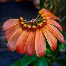 1PCS PLANT ORCHID RARE SPECIES BLOOMING BULBOPHYLLUM MASTERSIANUM LIVE PLANT free shipping