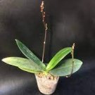 1PCS PLANT PHALAENOPSIS TETRASPIS FMA. BRUNNEOLA ORCHID NOVELTY BLOOMING LIVE PLANT free shipping